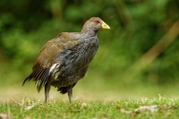 Slipka tasmanska - Tribonyx mortierii - Tasmanian nativehen 0751